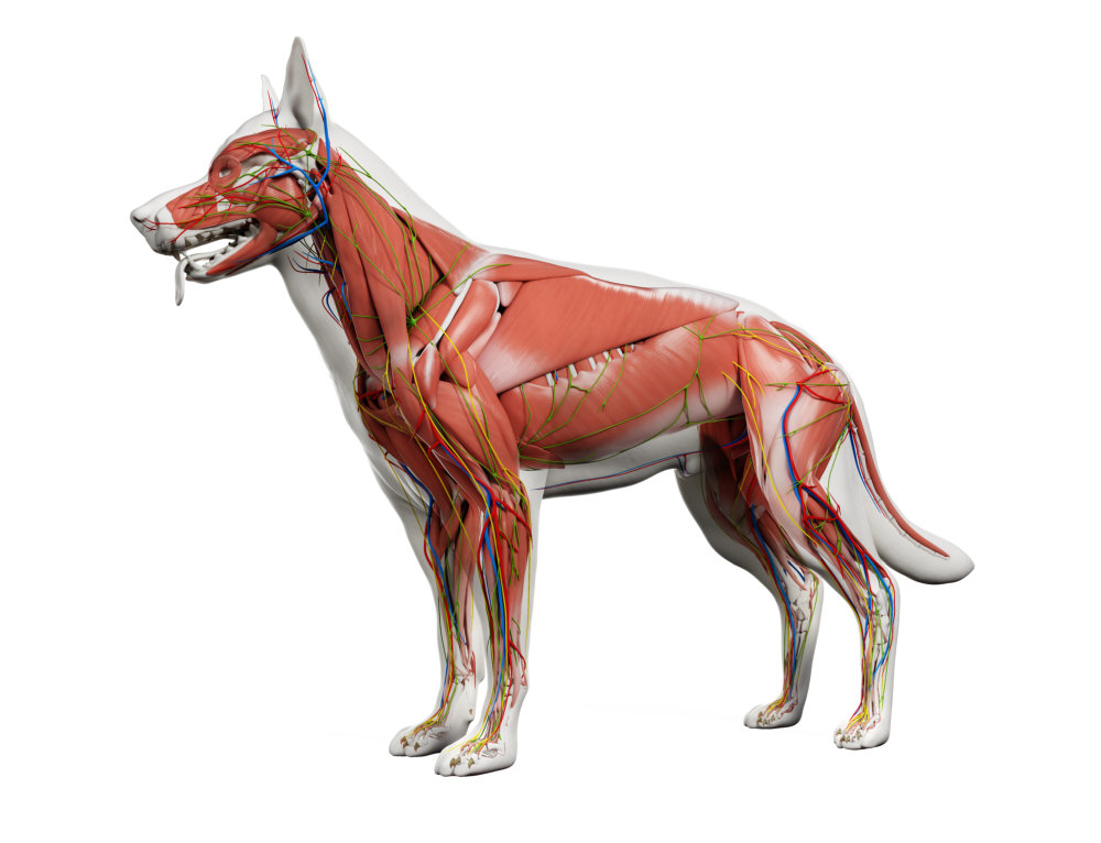 Anatomie Des Hundes 2 - Dogik - Pädagogik Mit Hund